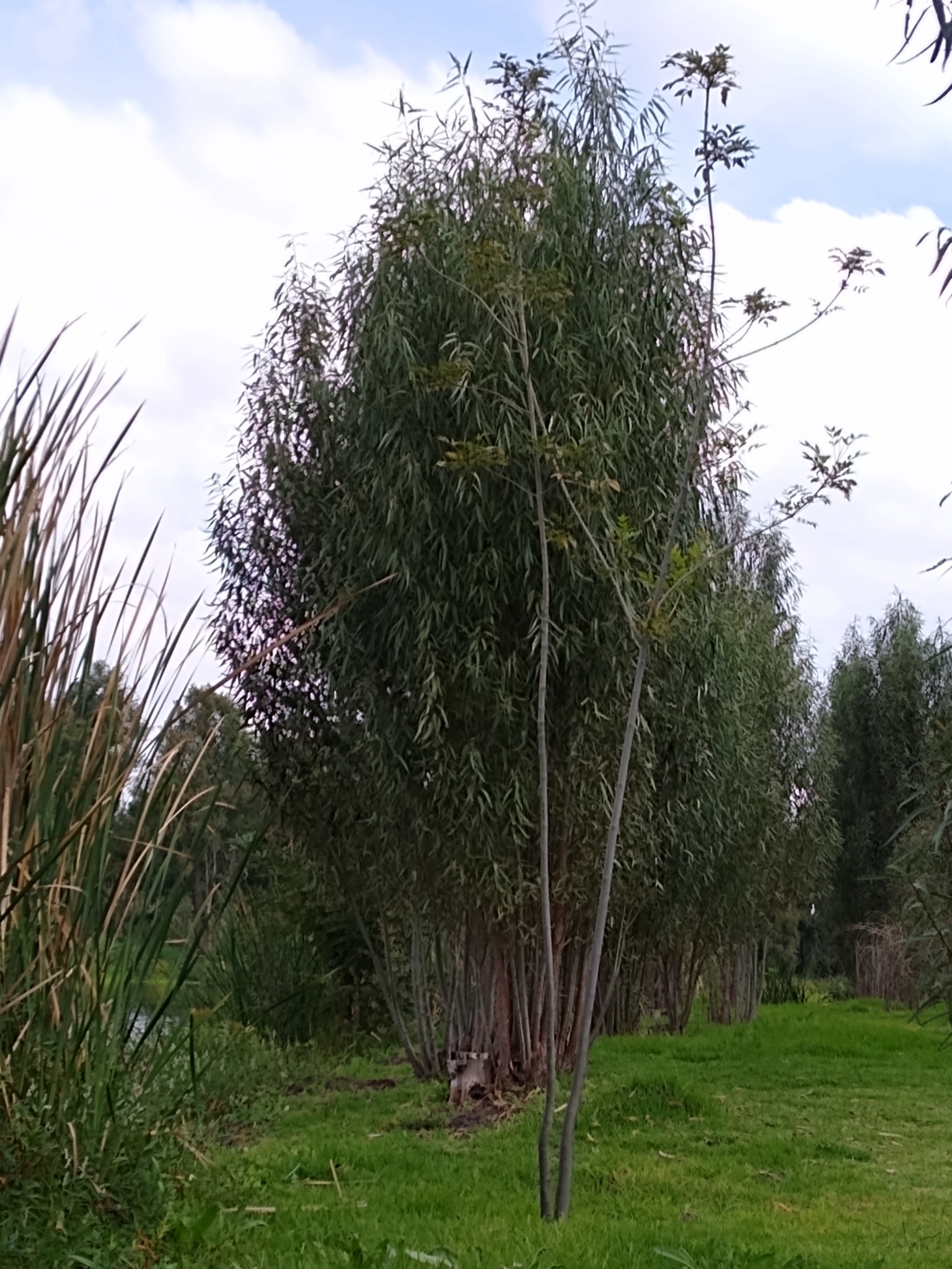 Salix bonplandiana
